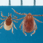 I. scapularis and Longhorned tick