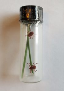Ticks with blades of grass in a jar