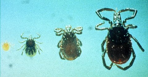 Western Blacklegged Ticks. (L) Larva, nymph, adult male, adult female western. Photo: Robert Lane, PhD