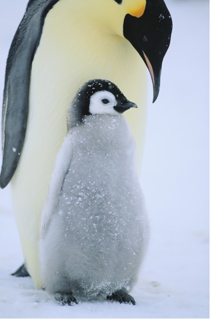 Penguin Large