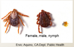 Pacific Coast Tick. Photo: Ervic Aquino, CA Dept. Public Health