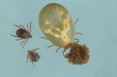 Powassan Virus Detected in D. Variabilis Ticks in New York