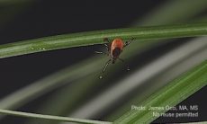 Spatial Repellents Against Adult Female Ticks