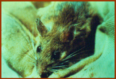 White-Footed Mouse