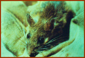 Picture of White-Footed Mouse