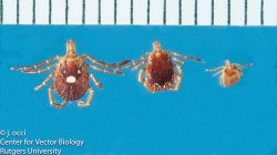 Deer Ticks. (L) Nymph, adult male, adult female compared to three sesame seeds. Photo: James Occi, (PhD cand.) LDA Scientific 