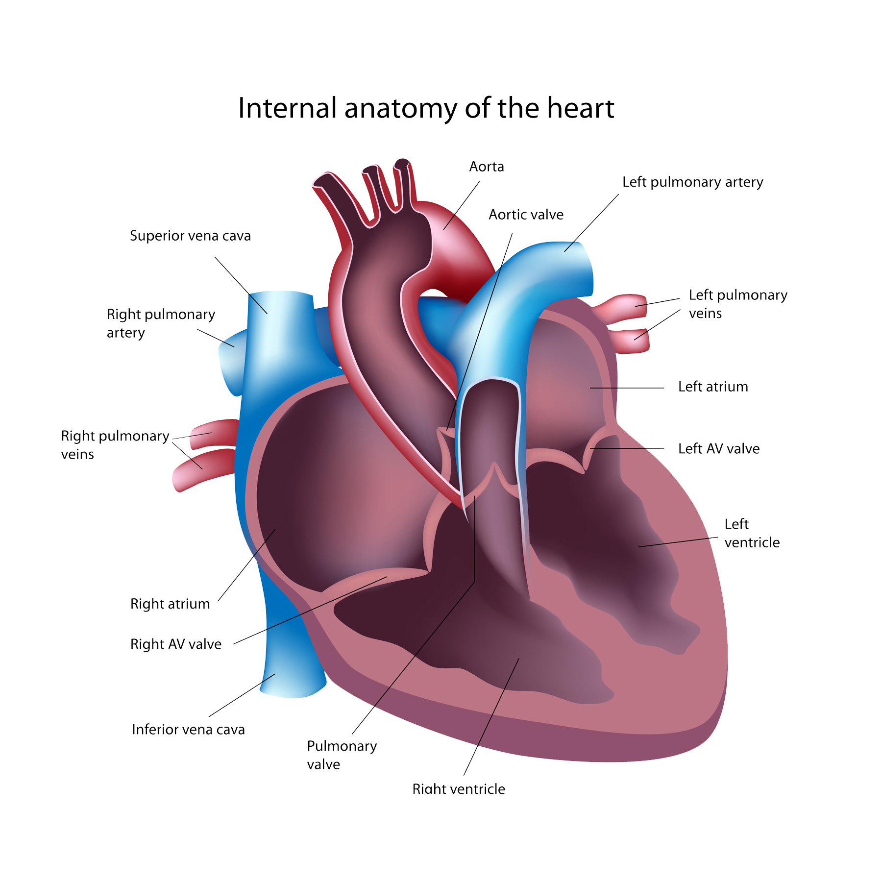 Analysis of Human Babesiosis and Cardiac Complications