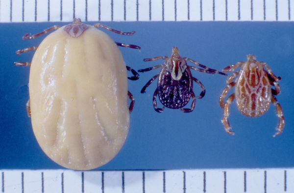 Gulf Coast ticks. Engorged female, adult female, adult male. Photo: James Occi, (PhD cand.) LDA Scientific & Professional Advisory Board