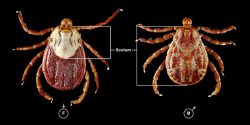 Rocky Mountain wood tick. Female and Male. Photo credit: James Gathany-CDC/Dr. Christopher Paddock.