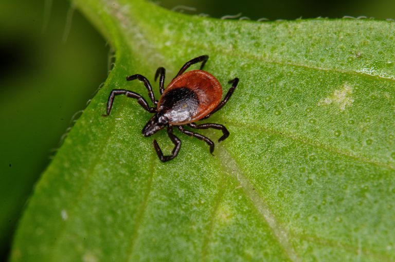 Surveillance of Ticks New Bb Findings in South Dakota Lyme Disease