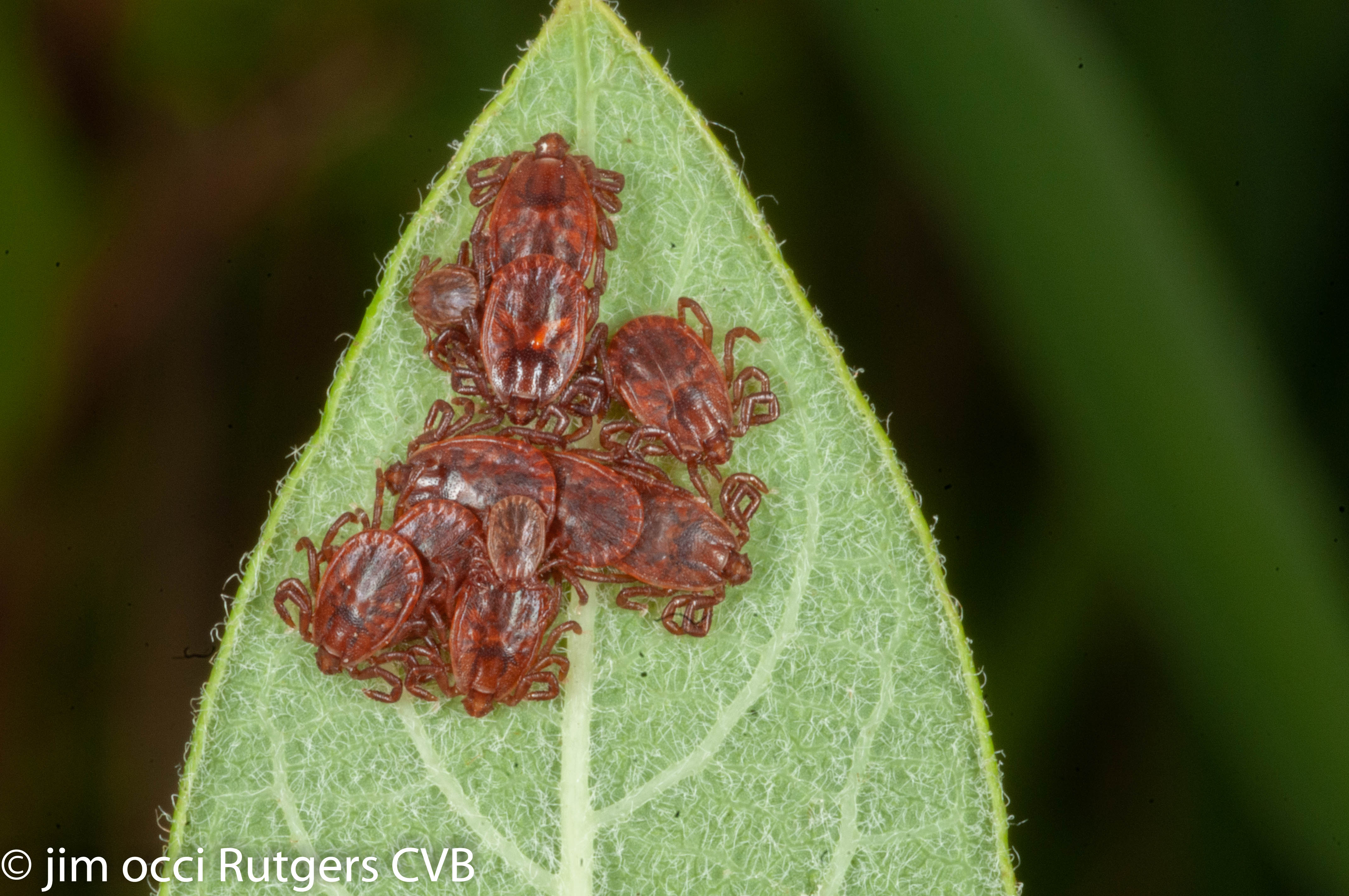 Asian Longhorned Tick Continues to Multiply, Can transmit to Animals in the Lab