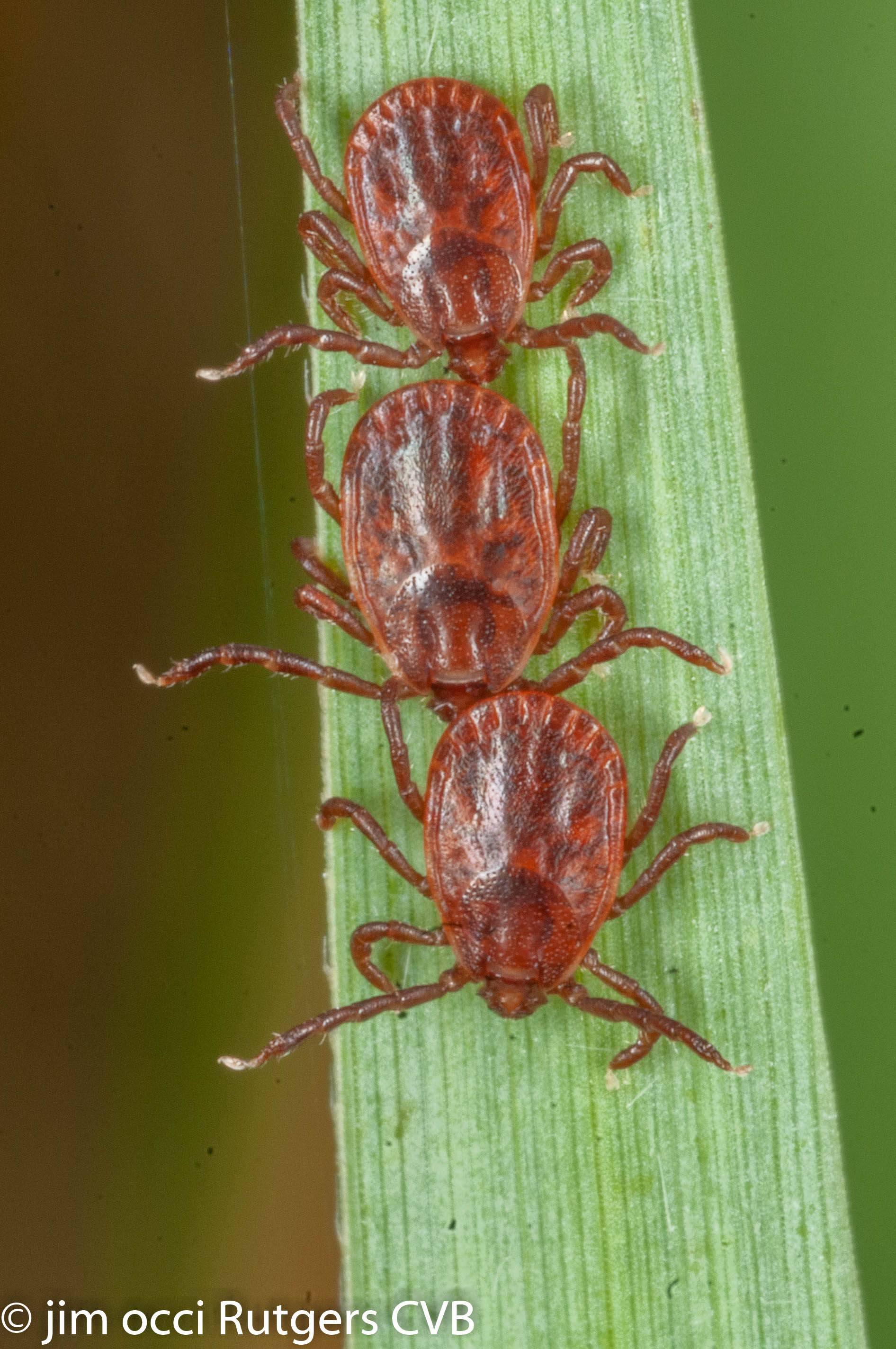 SFTS Virus Outbreak in China from Ticks