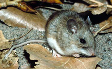 white-footed_mouse_cdc