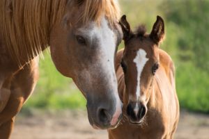 Lyme Disease in Horses