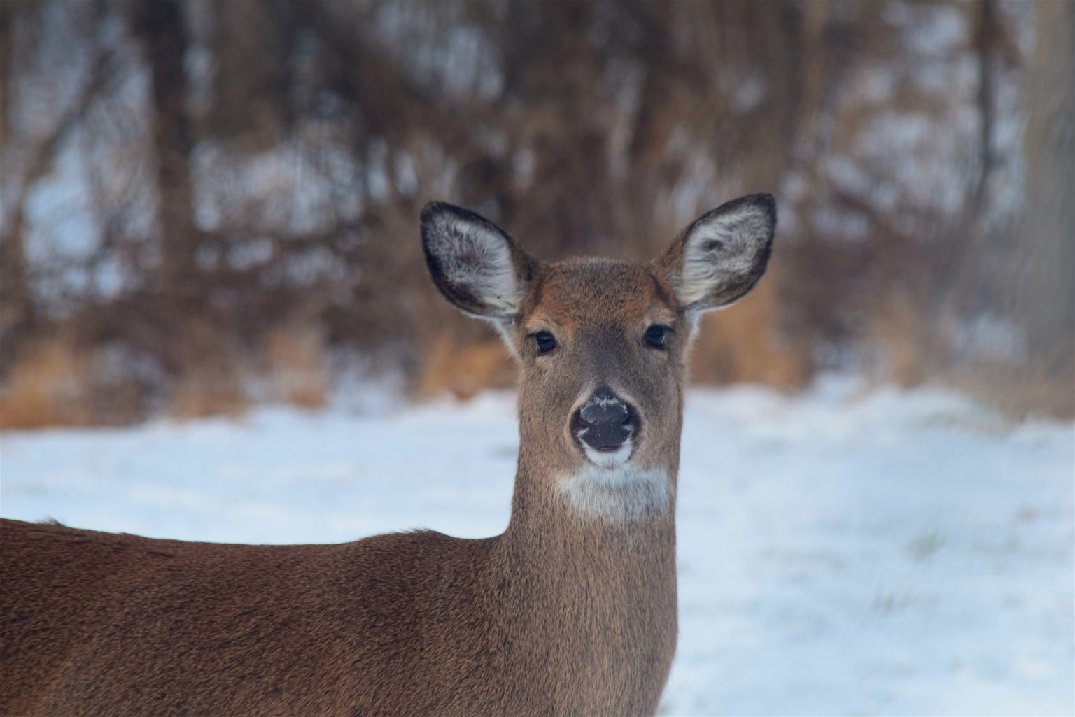 COVID in Whitetailed Deer? Lyme Disease Association