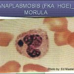 ehrlichiosis and anaplasmosis