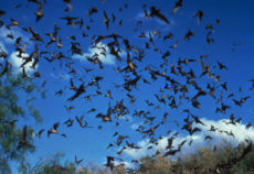 Big Brown Bats