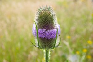 Les  plantes utiles pour les oiseaux Wild-teasel-g43df012d3_1920-300x200