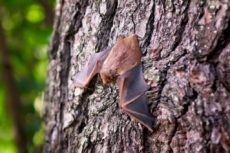 image of bat crawling on a tree