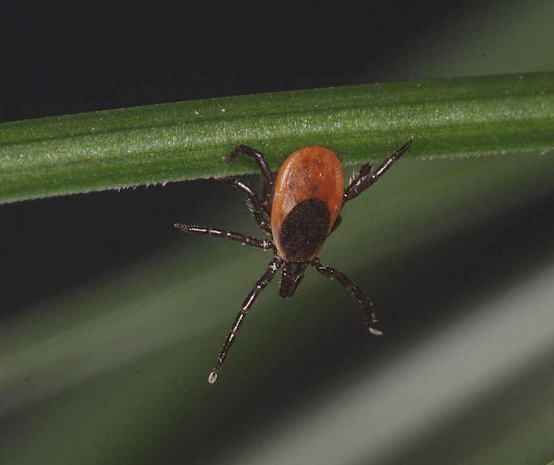 Lyme Disease Prevention Therapeutic