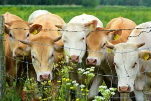 Cattle Effects on Vector-Borne Disease 