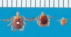 picture of lone star ticks