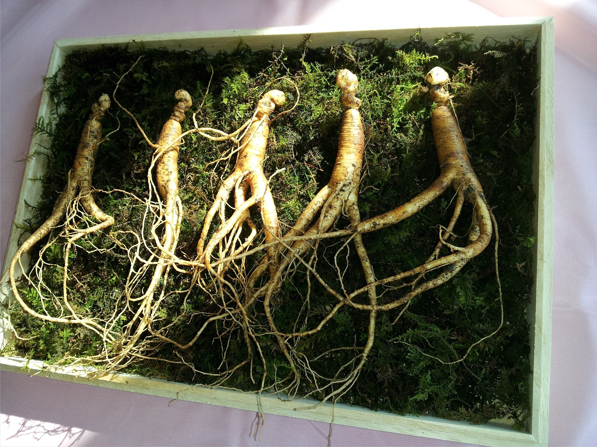 Photo of ginseng root