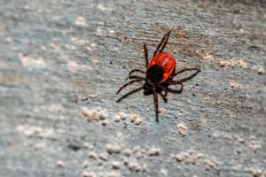 Chronic Lyme is Getting Its Moment