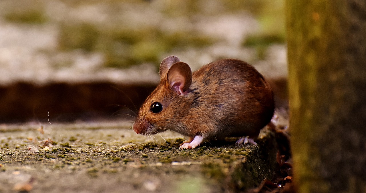 wood-mouse-3082922_1280