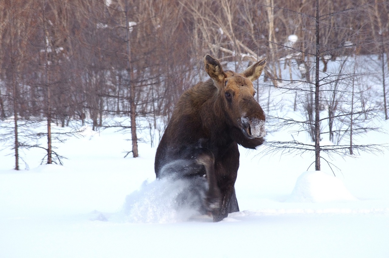 moose-2514845_1280 image