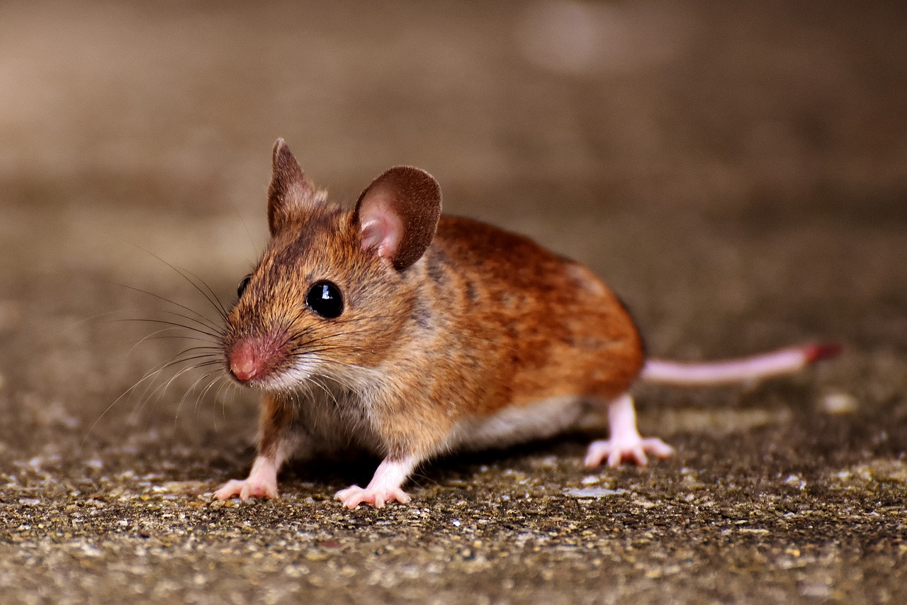 wood-mouse-2826216_1280