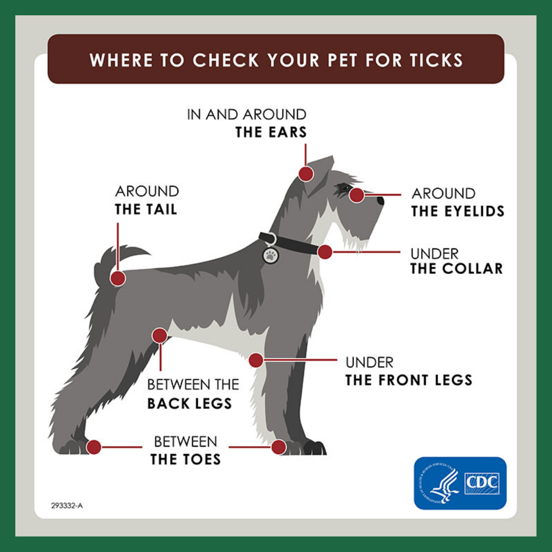 How to Check Pets for Ticks