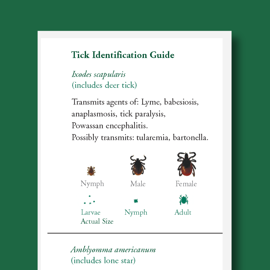 Tick Identification Printable Preview