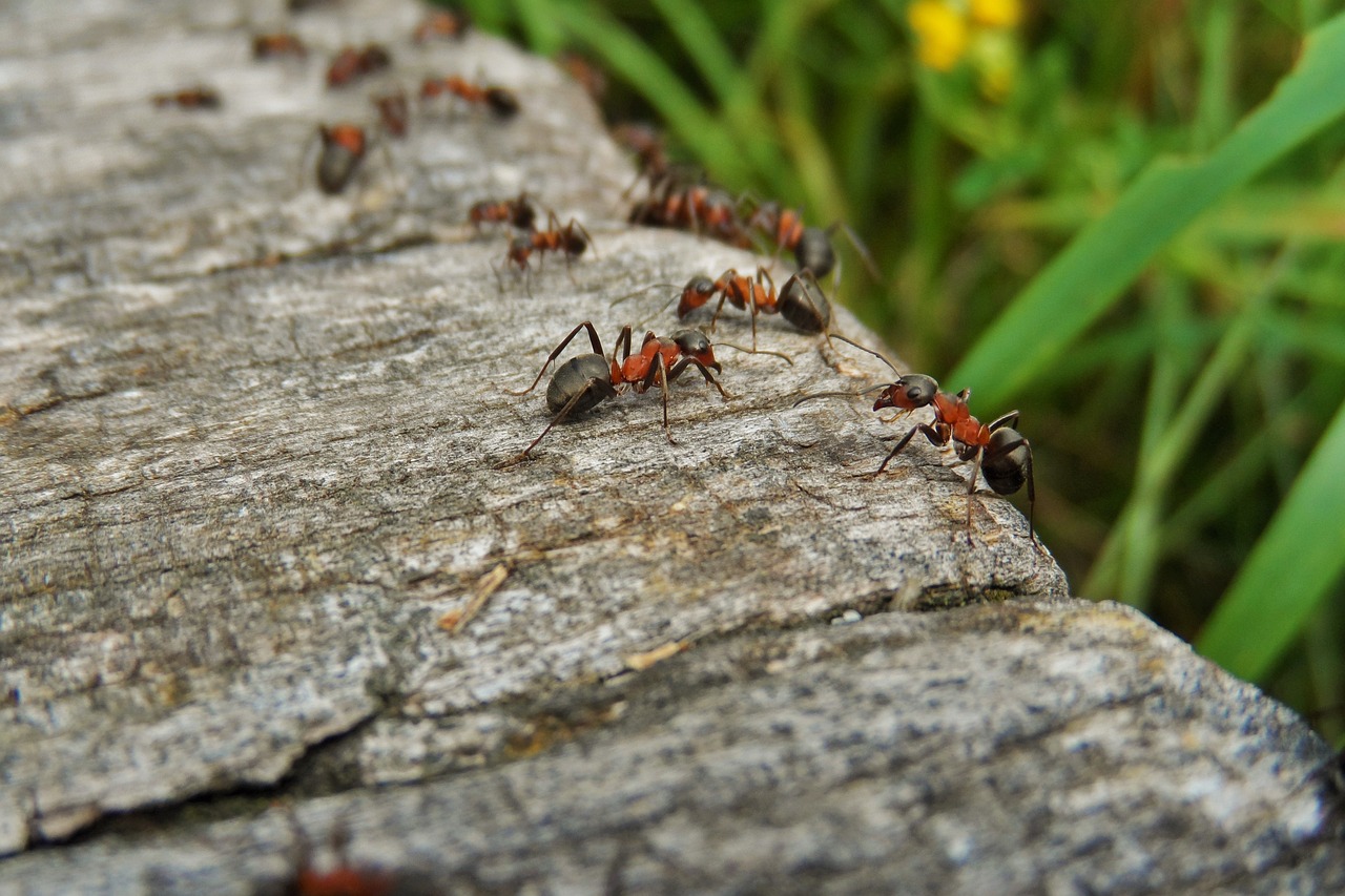 Ants on a log
