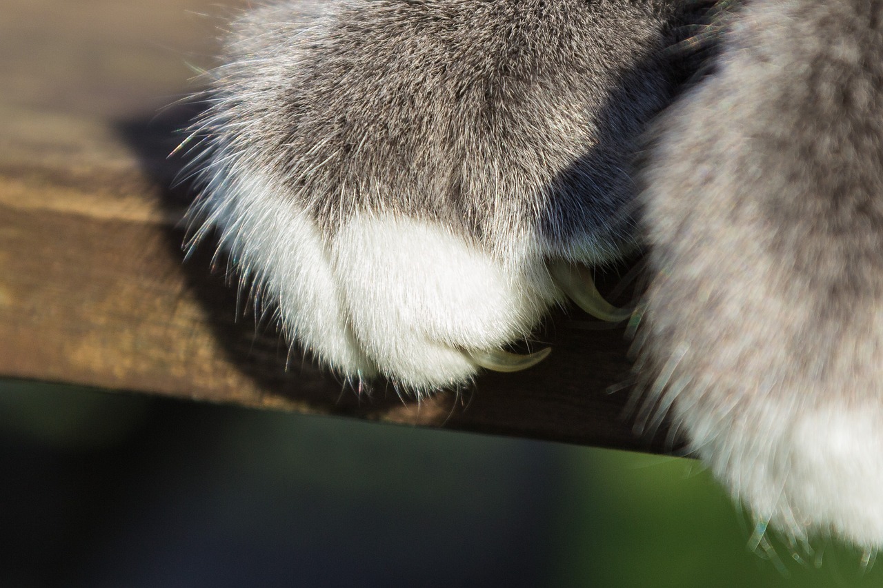 Photo of cat paw/claw