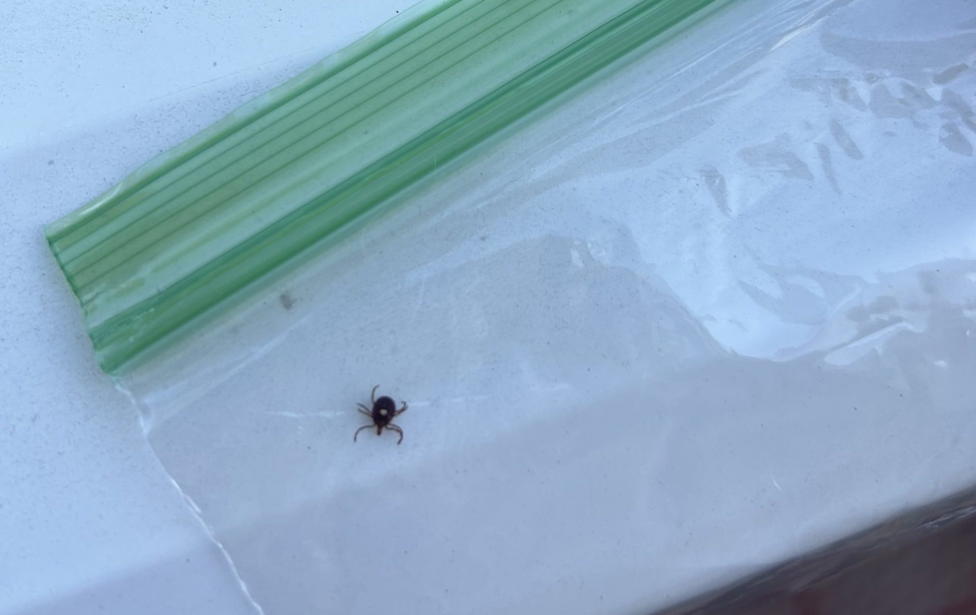Photo of Lonestar tick in Collection Bag, Alpha-gal