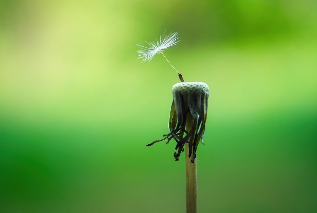 Photo of Lone Dandelion Seed