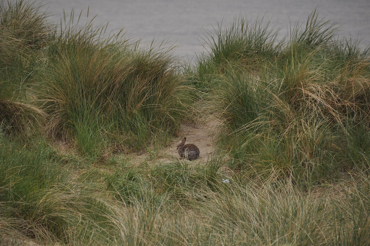 Photo of rabbit in sand dunes